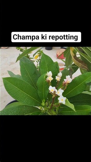 Champa ko is season me repot krlo 🫨😏 #shorts #viral #minivlog #garden