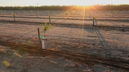 Almond Farmer's Message to Drought Critics: 'We Are Not the Villain'