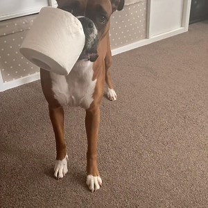 179K views · 3.1K reactions | Protect the toilet roll at all costs  | Go Fetch | Facebook