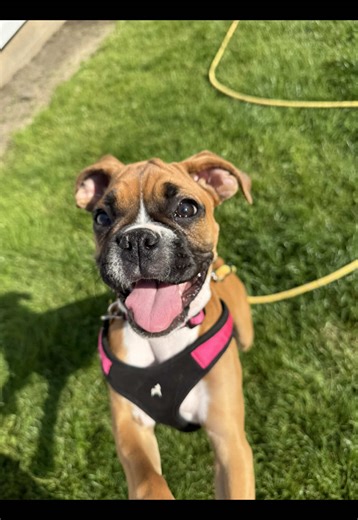 Funny Boxer Dog Moments: Boop the Snoot Fun