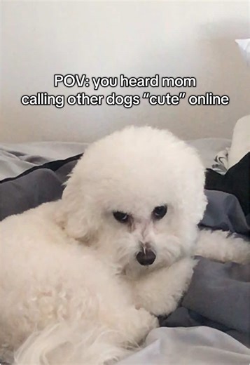 Bichon Frise Reacts to Mom's Compliments to Other Dogs