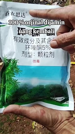 herbisida pembasmi phon besar rumpun bambu ampuh #herbisida #kilgras #pembasmipohon#petaniindonesia🇮🇩🇮🇩🇮🇩🌿🌿 #pyfツ