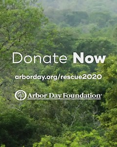 102 reactions · 26 shares | We are working to preserve and restore Earth's vital rain forests, and need your help. | Arbor Day Foundation | Facebook
