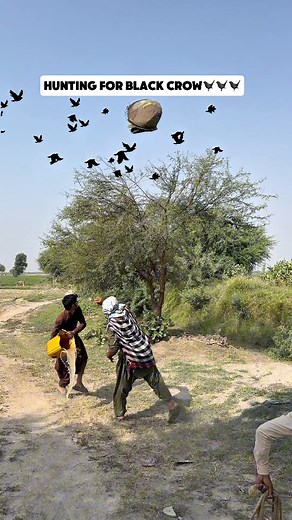 Hunting for black crow🐦‍⬛🐦‍⬛ #crows #birds #wildbirds #blackcrow | Hunting Adventure