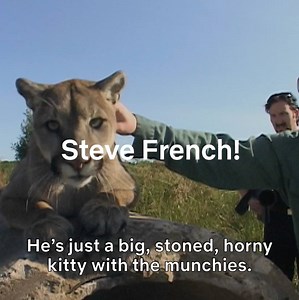 Kitties are so nice! | Netflix