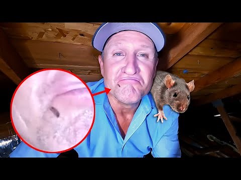 How to REMOVE RATS and DROPPINGS in your attic...