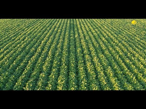 La culture du soja en France... Réelle opportunité ?