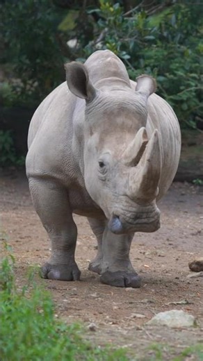 northern white rhino extinct 😭#extinction #rhino