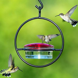 Hummble Slim Hummingbird Feeder | Glass Hanging Feeder for Outdoors | 4 Feeding Ports Feeder | Birds Garden Feeder Decor | Detachable Lid - Etsy