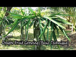 How to Grow Dragon Fruit Plants -Basic Technique