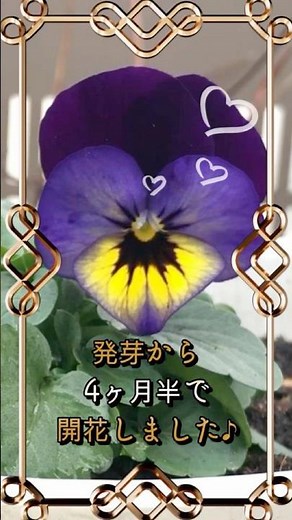 種まきパンジー発芽から開花までの4カ月半