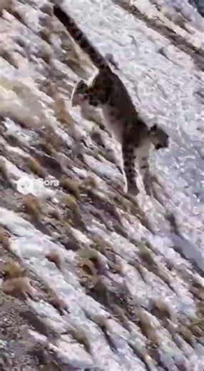 Snow Leopard's Failed Ambush: Ibex Plummets Down Cliff #SnowLeopard #WildlifeAttack #IbexSurvival