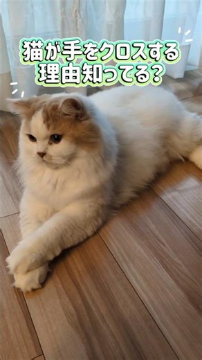​猫がお上品に手をクロスする理由、知ってますか？🐾（※ただし最後は…） #shorts