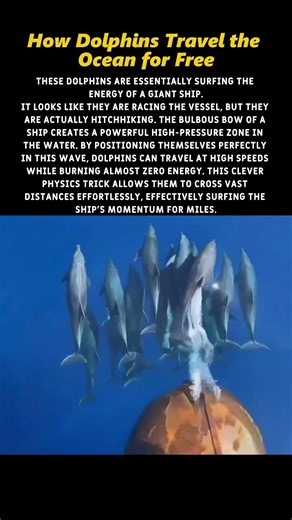 How Dolphins Travel the Ocean for Free #nature #science #dolphins
