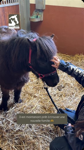 🐴 Bienvenue à Rufus ! Il y a quelques semaines, Rufus, un poney Shetland de 15 ans, a été trouvé errant sur la voie publique, à seulement quelques kilomètres du refuge. 🚨 En divagation dans un village, il représentait un danger pour lui-même et pour les usagers de la route. Notre équipe est rapidement intervenue pour le mettre en sécurité. Malheureusement, son propriétaire ne s’est jamais manifesté. Après plusieurs semaines sans réclamation, Rufus est officiellement devenu un pensionnaire d’An