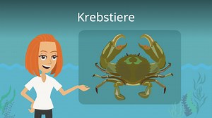 Krebstiere • Arten, Steckbrief, Körperbau