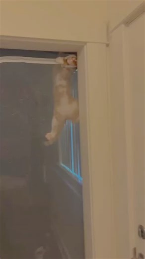 cattos on Instagram: "Follow(@cattos.jpeg) - 在日本，研究人员正利用智能人行道将日常活动转化为清洁能源⚡。这些道路内嵌特殊的压电材料，可以从行人的脚步中收集动能。当人们行走、奔跑或跳跃时，路面会轻微变形，从而产生机械压力。压电晶体将这种压力转化为电能🪫。这些能量可用于照亮路灯、为公共显示屏供电，甚至监测行人流量。 这种技术不仅减少了能源浪费，还展示了未来城市的无限可能🌍。在东京、京都等城市的试验区，人们的每一步都在为绿色地球贡献力量💚。科技让生活更环保，也让每一个脚步更有意义✨ #日本 #科技 #创新 #可持续 #绿色能源 未来城市 环保 知识 事实 推荐 你知道吗 技术 实验 热门"