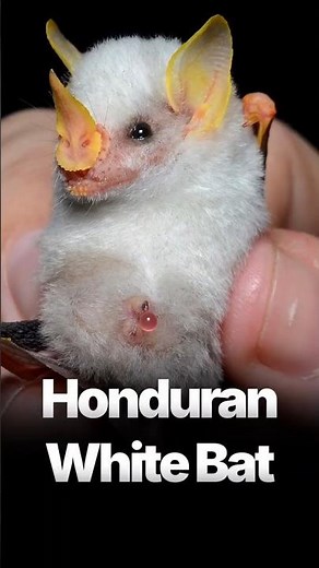 🦇 The Cutest Bat in the World Is Right Here! | Honduran White Bat Facts 😲