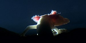 The Dragon Chronicles