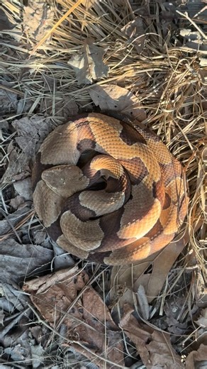 An eastern copperhead presumably in ambush position, or perhaps just flattening itself underneath the warmth of the tin, or both! Not sure. What I do know is that I had to always see rodent burrows and mice scuttling about whenever I lifted this tin. That was until the copperheads started showing up of course. #herping #copperhead | Roadtripmonster