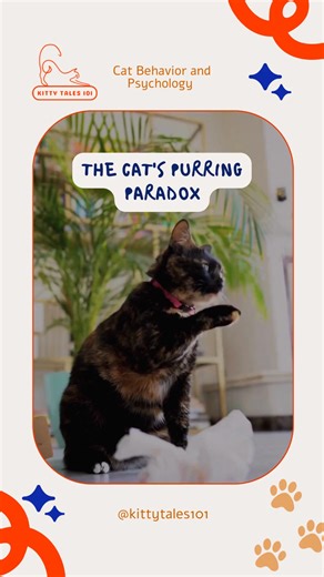 The Cat's Purring Paradox 🎵 Not all purring means your cat is happy. 🐱 Cats also purr when they're in pain or feeling anxious. #WhiskerWhys #PurrPsychology #MeowMysteries #KittyQuirks #DecodeThePurr #TailTalks #CatCuesDecoded #FelineFeels #PawsAndPonder #InsideTheFelineMind #CatFacts #CatBehaviorTips #CatPsychology | Kitty Tales 101