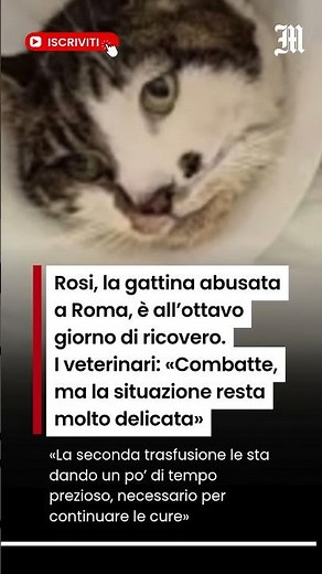 Gattina Rosi abusata a Roma, i veterinari: «Combatte ma la situazione resta molto delicata»