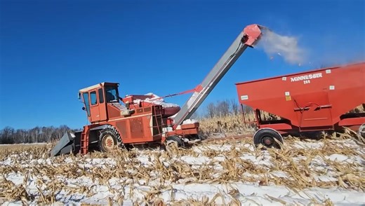 Picking the Last of the Corn With a New Idea Uni 2025. The New Idea Picker is up and running and it's time to finish picking corn. The New Idea Uni is a beast that's for sure.  Trinity Dairy