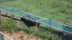 The free-range then as manifestation of our studies to commercialize the native chicken | Philippine Native Chicken