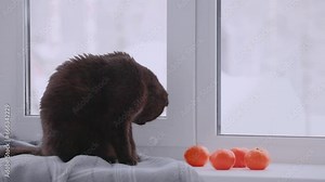 Funny cat looks out the window, sitting on the windowsill on a winter day