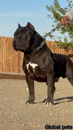 Ultimate amazing animals Transformation. Episode no 25. #dogevolution #pitbulls #amazingdogs