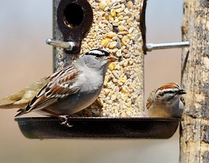 4 Proven Ways to Attract (NATIVE) Sparrows To Feeders!