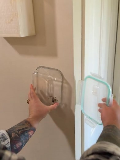 Tips for Safely Catching Spiders in Your Home
