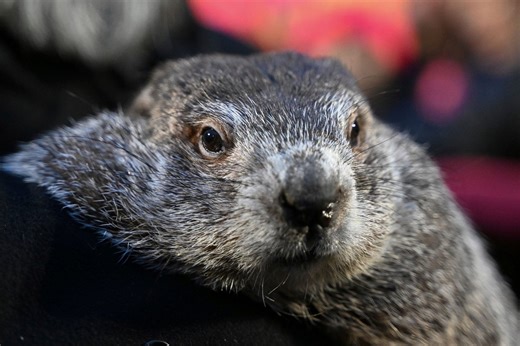 Watch: Groundhog Day 2025 as Punxsutawney Phil gives end of winter prediction