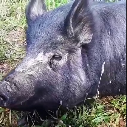 Pig Pig says goodmorning! Oue pigs love living the piggy life- rooting in the woods,snacking on pasture and rolling in the mud. #americanguineahog #pigsofinstagram #pigs #farmlife #growyourown #raisedright #knowyourfarmer #offgrid #homestead #wildwonderfuloffgrid | Wild Wonderful Off-Grid