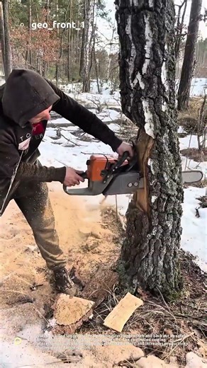 Extreme Precision Tree Felling with Chainsaw – Satisfying Logging Skills 🌲🔥