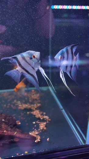 Have you seen these Blue Angelfish before? 😍🐟 Purchase them here ➡https://www.natureaquariums.com.au/products/blue-pinoy-angelfish #angelfish #aquariumfish #fishtank #fishkeeping #aquariumhobby | Nature Pets & Aquariums