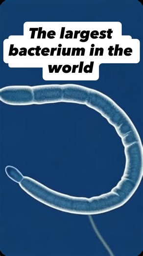 @hellojudyschool on Instagram: "🧫 Bacteria we can see with our eyes 👀 What is the size of the largest bacteria in the world? A. 1 micrometer B. 1 millimeter C. 1 centimeter D. 1 meter The world’s largest bacterium is Thiomargarita magnifica, a giant, visible-to-the-naked-eye microbe discovered in Caribbean mangrove sediments that can grow over a centimeter long. Thiomargarita magnifica is a single-celled organism. Its large size and internal complexity (it contains membrane-bound compartments 
