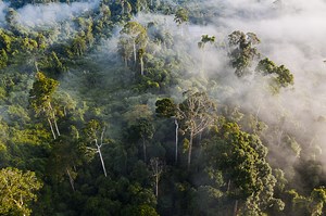 Rainforests provide cost-effective climate solutions – Rainforest Trust