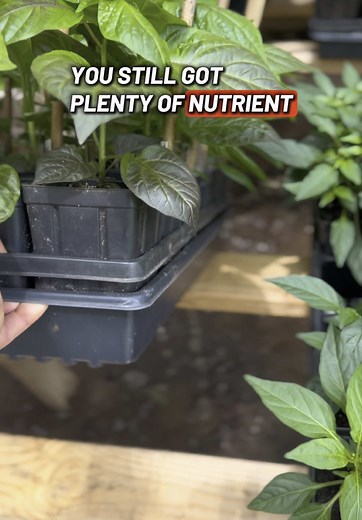 Overwatering Solutions for Healthy Pepper Plants