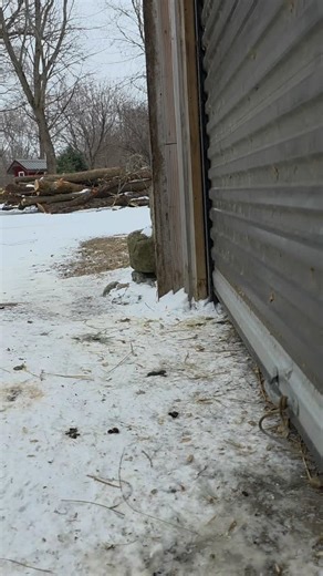 Enjoy the Charming World of Runner Ducks