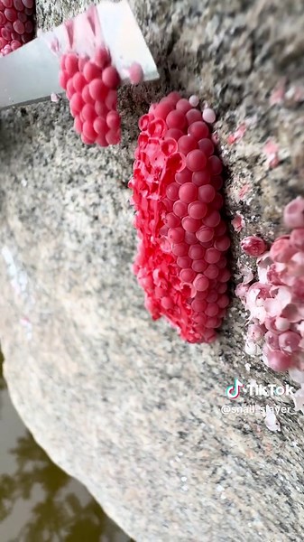 🐌🐌🐌🐌🐌#snail #egg #asmr #satisfying #remove #trending #xuhuong #relaxing #reels