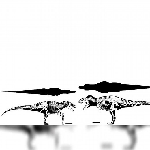 Acrocanthosaurus And Tyrannosaurus Rex Size Comparison