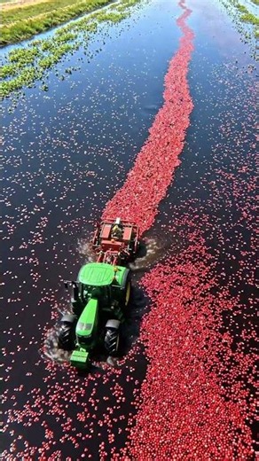 Cranberry Harvesting Explained! Why Farmers Flood Fields Before Picking Cranberries 🍒🌊