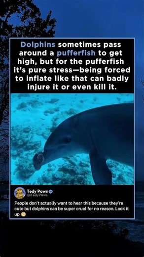 Dolphins sometimes pass around a pufferfish to get high, but for the pufferfish it’s pure stress
