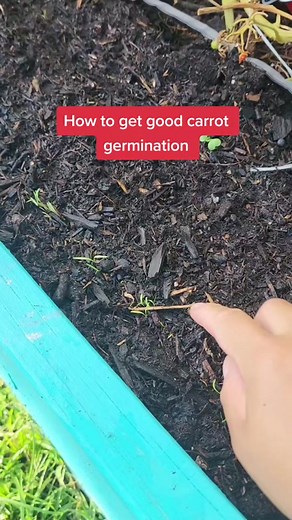 Carrot Seed Germination Guide | Expert Tips for Growing Carrots