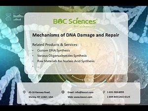 DNA Repair - DNA Damage & Repair - DNA Damage and Repair Mechanisms - BOC Sicences