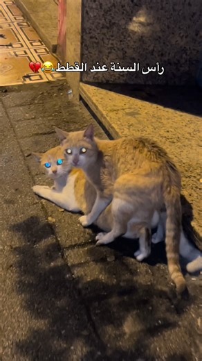 Azdine Tiipo on Instagram‎: "😂😂موسم التزاوج عند القطط #tangerang #reels #algeria #maroc #fyp reelsinstagram workout china algerie followforfollow dofollowforfollowback foryou foodporn algerie tangerang"‎