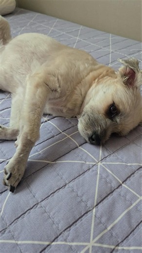 완벽한 안전형 강아지 #puppy #dog #강아지 #いぬ #xiaogou #안전형 #cute