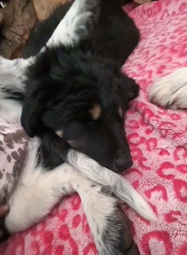 Tickle My Tummy: A Rub-tacular Day