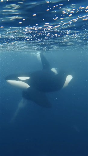 Coming in at a massive 12,000 pounds the male Orca is the largest apex predator alive. 👀❤ Seen on expedition with @valhallaorcaexpedition from: Chris Crazz | Orca Lovers